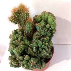 Cereus peruvianus Monstrose