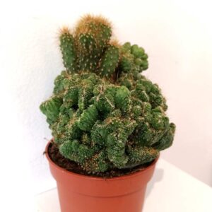 Cereus peruvianus Monstrose