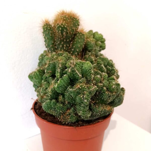 Cereus peruvianus Monstrose
