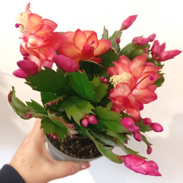 Schlumbergera Red Schlumbergera Red