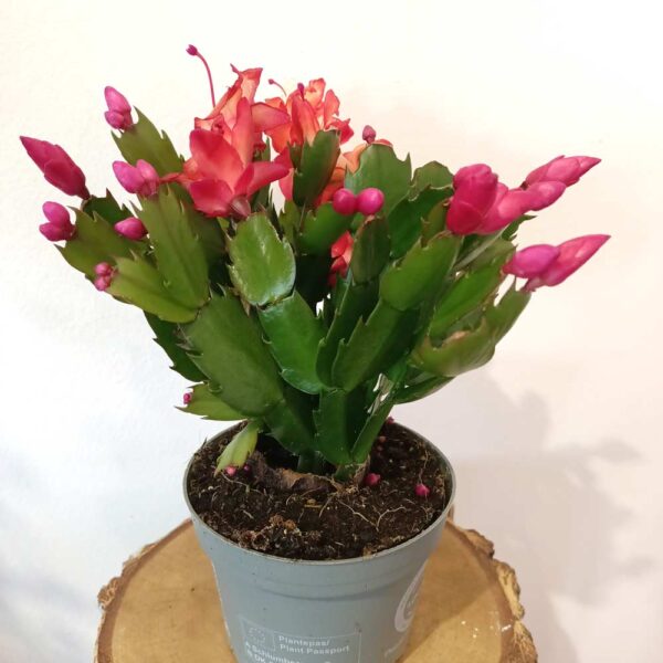 Schlumbergera Red