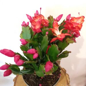Schlumbergera Red