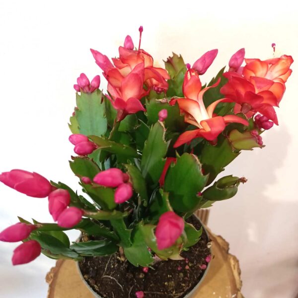 Schlumbergera Red