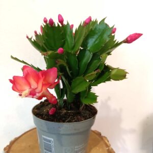 Schlumbergera Red