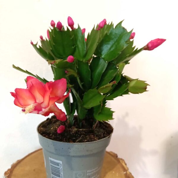 Schlumbergera Red