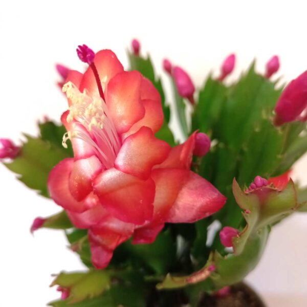 Schlumbergera Red
