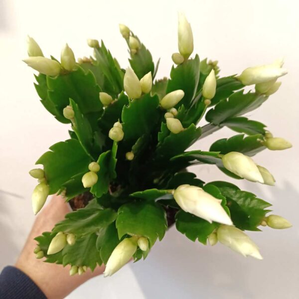 Schlumbergera White Brazil