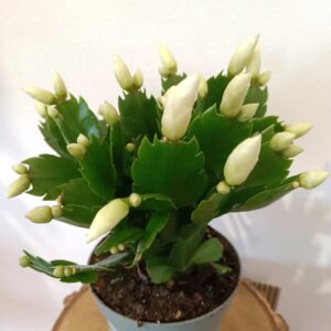 Schlumbergera White Brazil