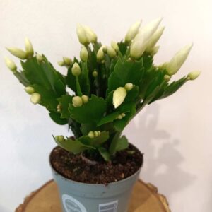 Schlumbergera White Brazil