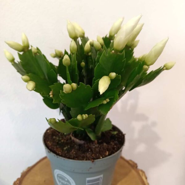 Schlumbergera White Brazil