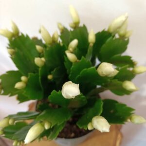 Schlumbergera White Brazil