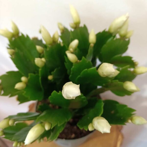 Schlumbergera White Brazil