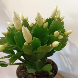 Schlumbergera White Brazil