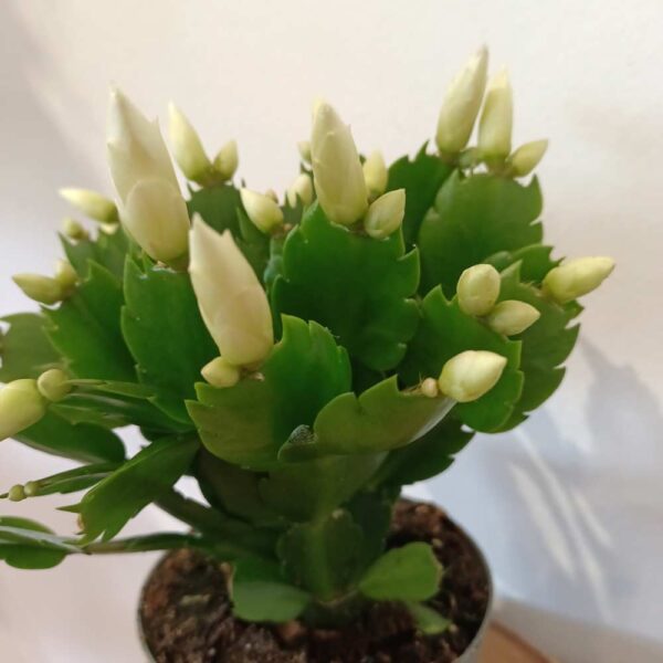 Schlumbergera White Brazil