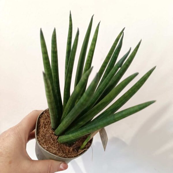 Sansevieria cyl. Spaghetti