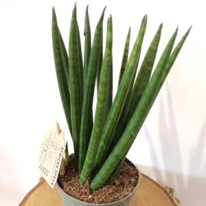 Sansevieria cyl. Spaghetti