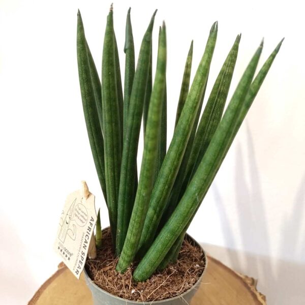 Sansevieria cyl. Spaghetti