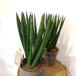 Sansevieria cyl. Spaghetti