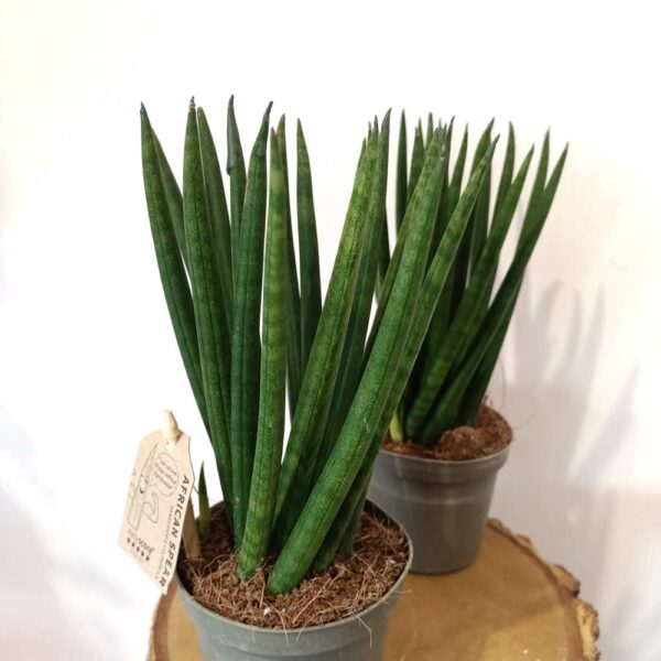 Sansevieria cyl. Spaghetti