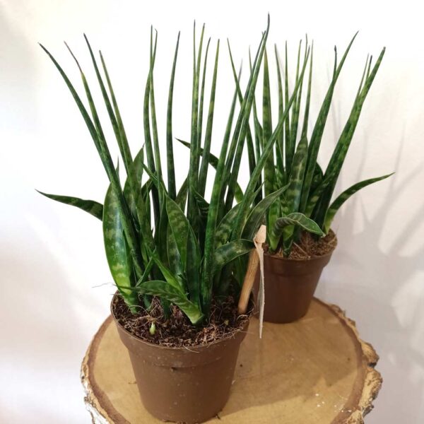 Sansevieria Fernwood Sansevieria Fernwood