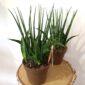 Sansevieria Fernwood