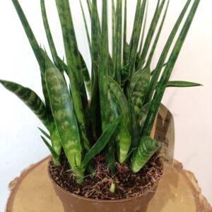 Sansevieria Fernwood