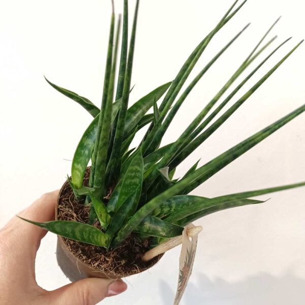 Sansevieria Fernwood