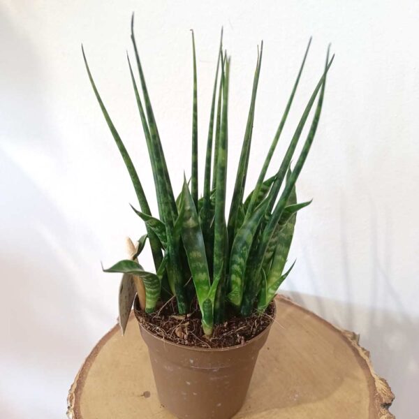 Sansevieria Fernwood