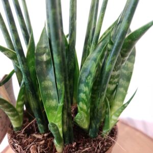 Sansevieria Fernwood