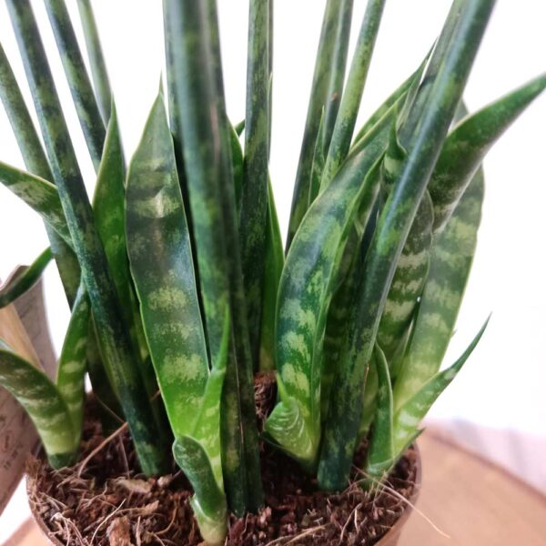 Sansevieria Fernwood