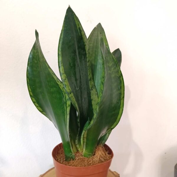 Sansevieria Silver Flame Sansevieria Silver Flame