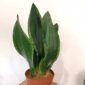 Sansevieria Silver Flame