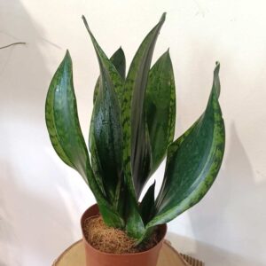 Sansevieria Silver Flame