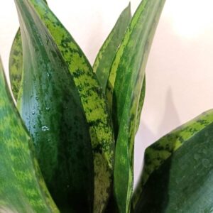 Sansevieria Silver Flame