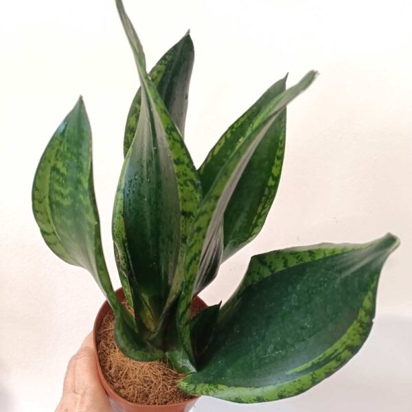 Sansevieria Silver Flame