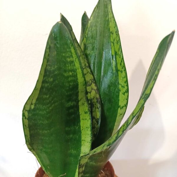 Sansevieria Silver Flame