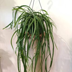 Lepismium Bolivianum