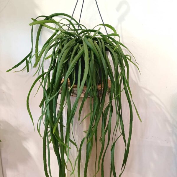 Lepismium Bolivianum Lepismium Bolivianum