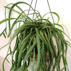 Lepismium Bolivianum