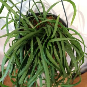 Lepismium Bolivianum