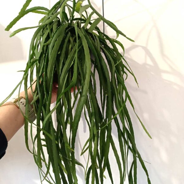 Lepismium Bolivianum