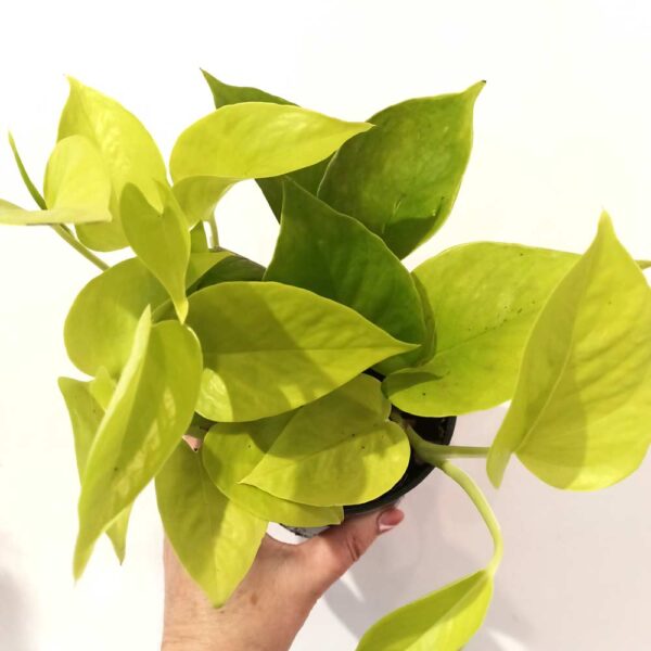 Epipremnum Neon (Golden Pothos)
