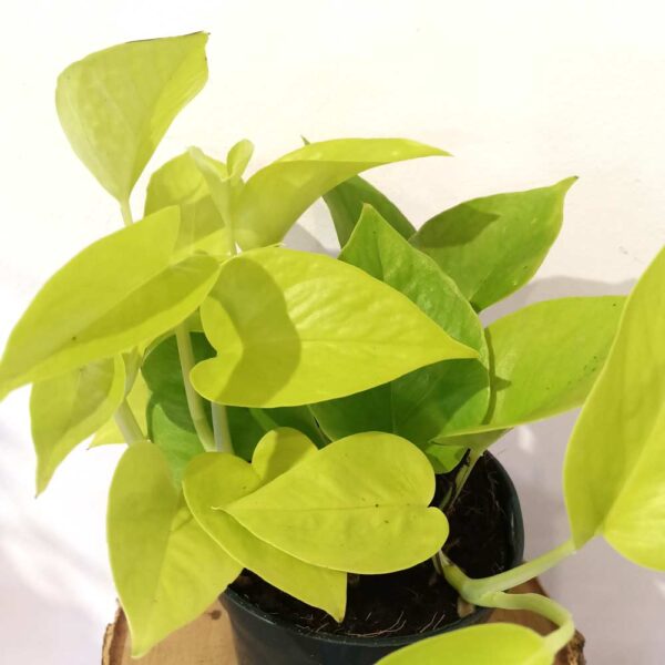 Epipremnum Neon (Golden Pothos) Epipremnum Neon (Golden Pothos)