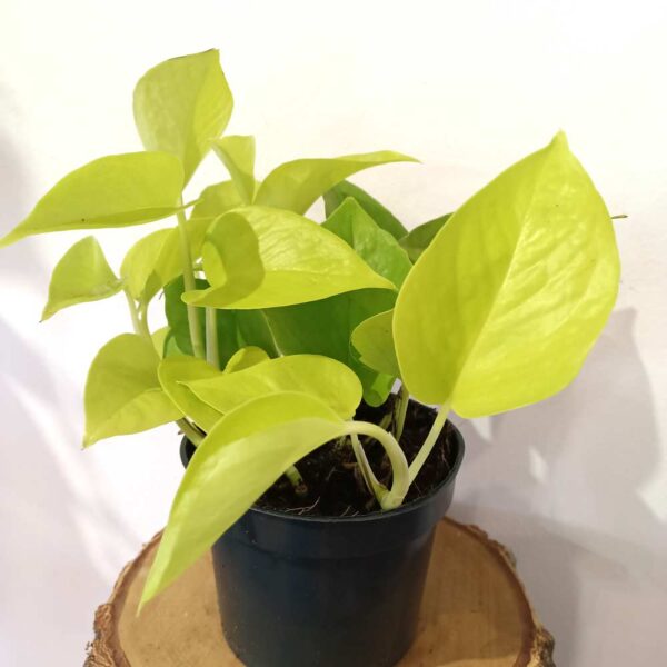 Epipremnum Neon (Golden Pothos)