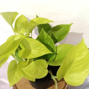 Epipremnum Neon (Golden Pothos)