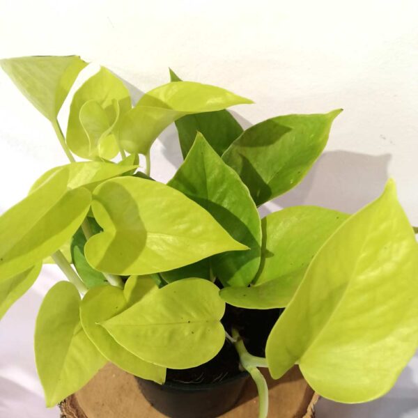 Epipremnum Neon (Golden Pothos)