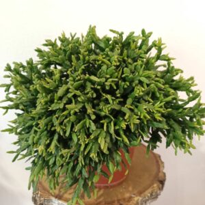 Rhipsalis Ewaldiana