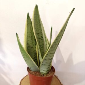 Sansevieria Snow White