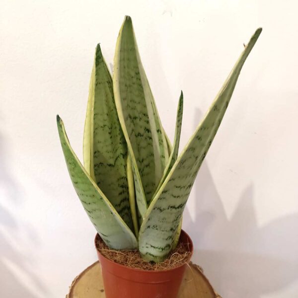 Sansevieria Snow White