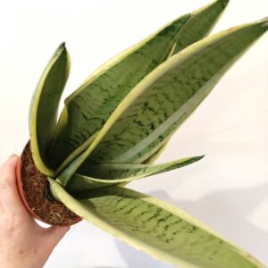 Sansevieria Snow White